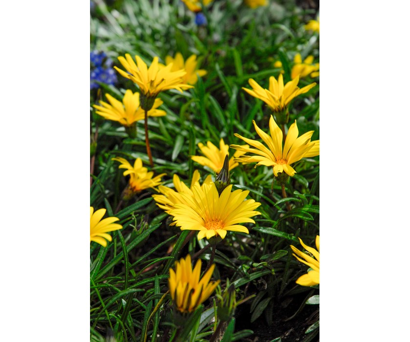 Colorado Gold Gazania